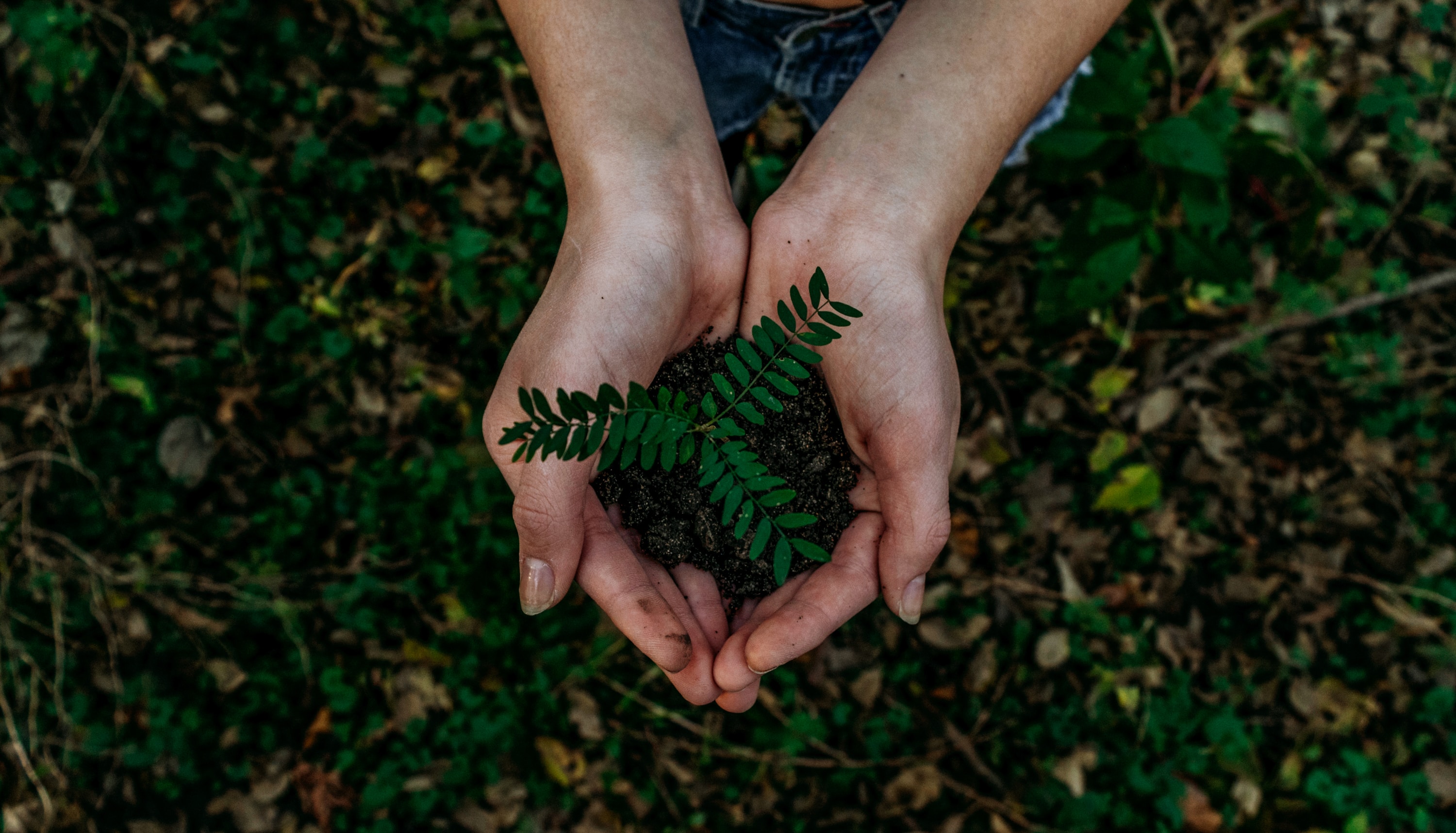 Groene bewakingsbeelden